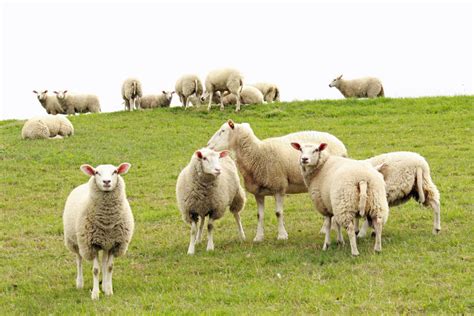 羊群的图片,最美的羊群图片_大山谷图库