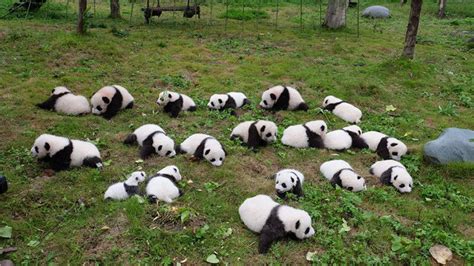 63 giant pandas born in captivity in 2017[6]- Chinadaily.com.cn