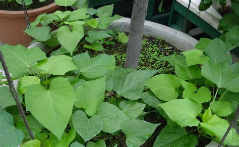 阳台盆栽红薯杆，只需3步浇水就活，3天割一茬都吃不完