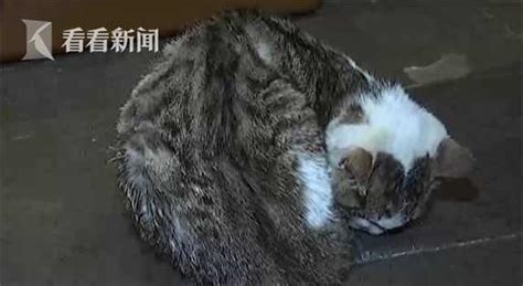 视频｜“没有为什么”！男子虐猫致小猫浑身是伤头变形