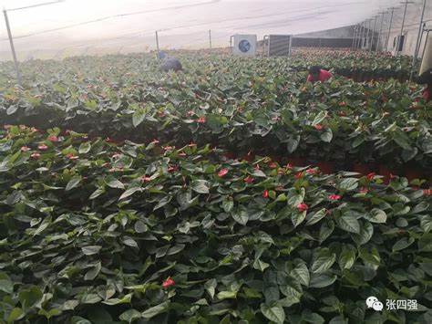青州花卉市场一年四季都有吗