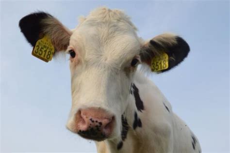 奶牛价格一头 荷斯坦奶牛一头黑白花奶牛一头-阿里巴巴
