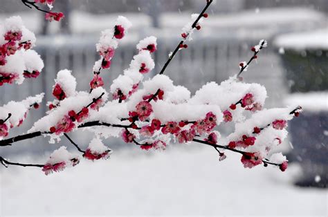 绽放的四月雪高清图片下载_红动中国