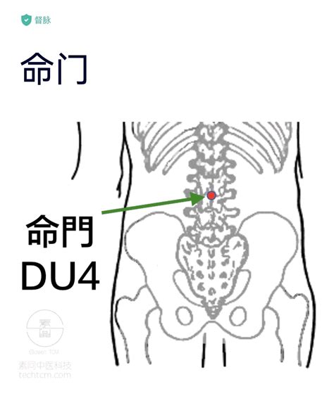 中医“命门”位置功能-健康160