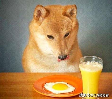 为什么狗狗不能吃蛋清，却可以吃蛋黄？告诉你原因_主人