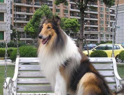 德国十大名犬:雪纳瑞上榜，它是太阳神的犬 - 宠物