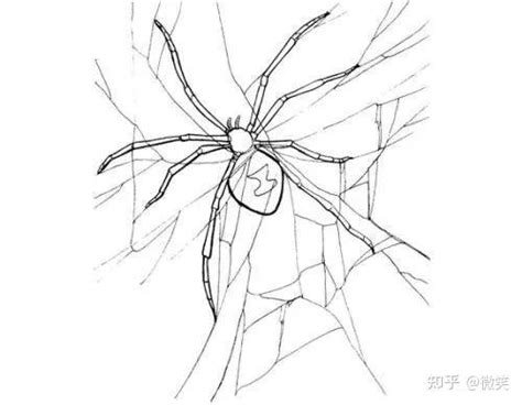 蜘蛛池收录一般要多久（蜘蛛池和泛站群区别）-8848SEO