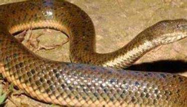 蛇的寿命最长多少年 蛇的生活方式和生活习性-农百科