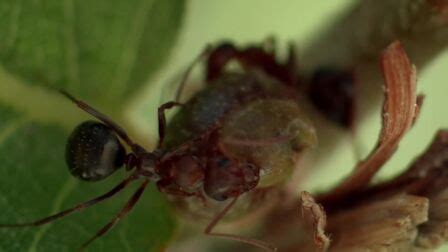 《BBC 自然世界:沙漠蚂蚁帝国》-高清电影-完整版在线观看