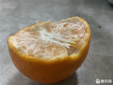 云南江城沃柑新鲜10斤特大水果桔橘橙子整箱一级柑不打蜡包邮爆汁_虎窝淘
