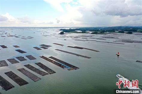 航拍广西钦州七十二泾“万亩”大蚝养殖基地 场面壮观-新闻频道-和讯网