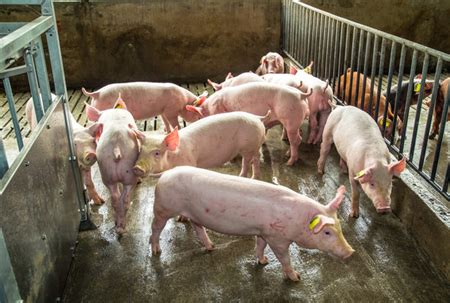 猪业科学---畜牧养殖领域的权威杂志