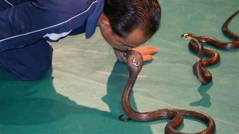 泰国皇家毒蛇研究中心戏蛇-中关村在线摄影论坛