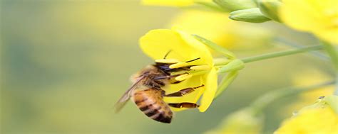蜜蜂的特点是什么，蜜蜂生活特征_腾讯视频