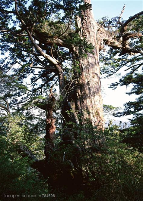 自然风景-在森林中林立的古老松树_素材公社