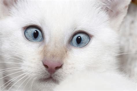 介绍一下常见的蓝眼白猫、黄眼白猫和各种异瞳白猫-搜狐大视野-搜狐新闻