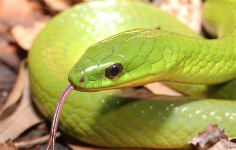 世界上最毒的蛇是什么蛇？十大最毒排行榜！__凤凰网