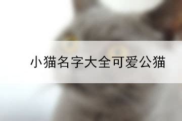 小猫的名字好听,小猫名字起名字_大山谷图库