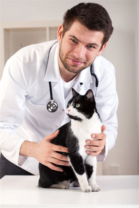 兽医为猫看病图片-兽医为猫治疗素材-高清图片-摄影照片-寻图免费打包下载