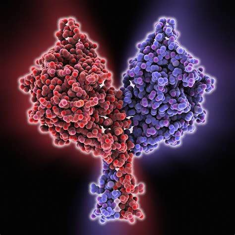 驱动蛋白--细胞里穿行的纳米"火车"--中国科学院生物物理研究所