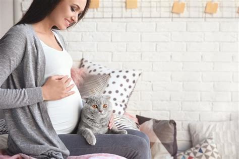 怀孕能养猫吗？__凤凰网
