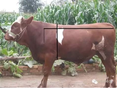 【竹牛】叫牛的动物