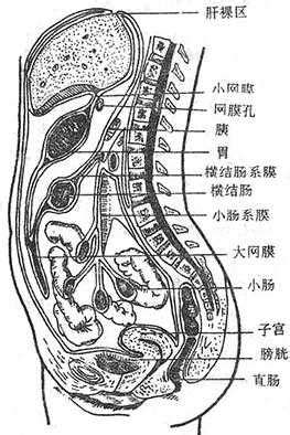 腹膜和腹膜腔_《人体解剖学》在线阅读_【中医宝典】