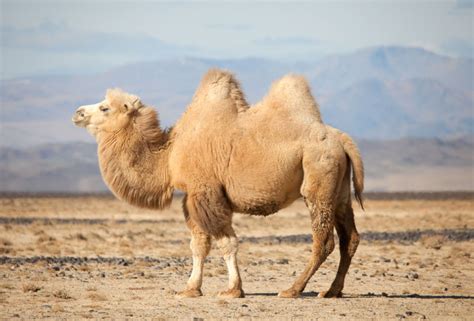 骆驼草原,草原骆驼_大山谷图库