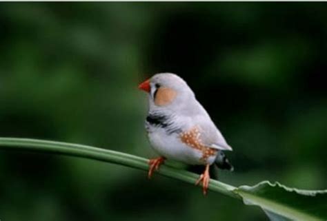 中国合法的笼养鸟有哪些（9种适合家养的鸟品种分享） - 胖萌舍宠物网