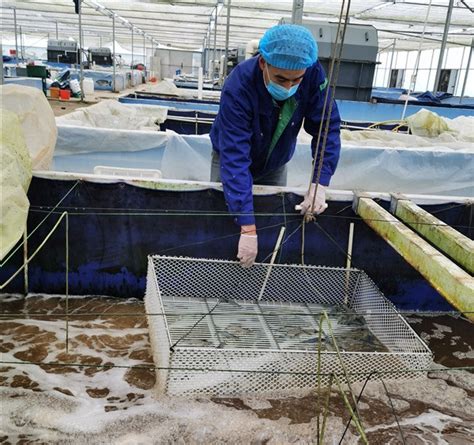 低成本工厂化循环水养殖高密度室内养鱼养虾设备