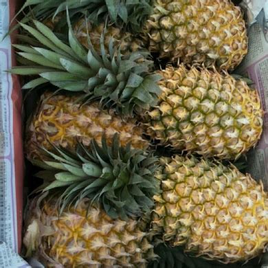 菠萝多少钱一斤，市场行情怎么样 - 农敢网