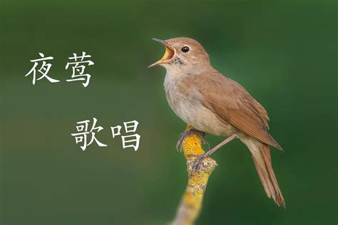 夜莺图片