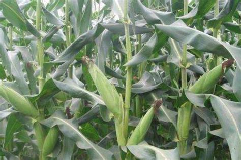滑丰6号玉米种子的特征特性，夏播生育期为101天 - 农宝通