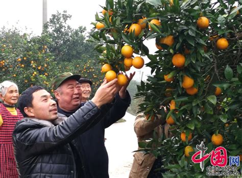 铜梁:5万亩柑橘成熟拉开农民增收序幕_中国国情_中国网