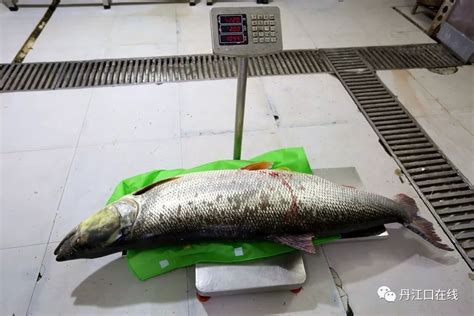 丹江口水库有上百斤大鱼,人送外号“水老虎”,其实名叫鳡鱼