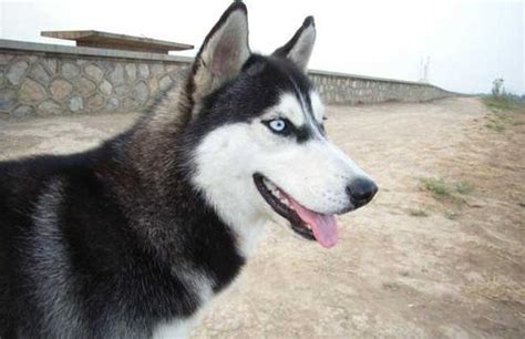 西伯利亚雪橇犬——二哈|西伯利亚|哈士奇|雪橇犬_新浪新闻