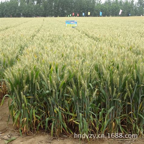 「图」供应高产优质小麦种子 百农207 高产粮食作物种子图片-马可波罗网