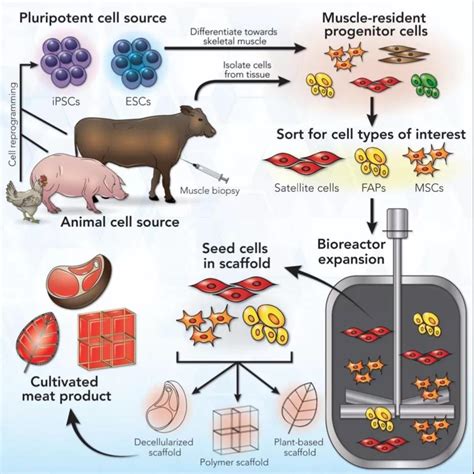细胞培养肉门槛怎么跨,foodplus采访人造肉初创公司cellx，新蛋白替代肉