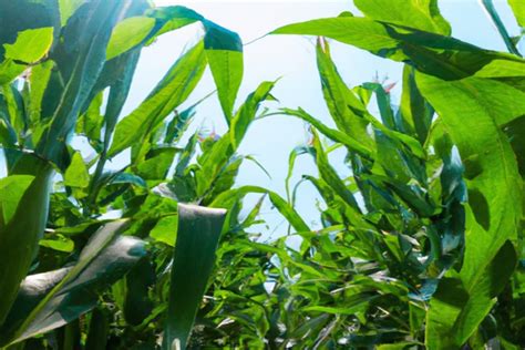中国农业大学上庄实验站 科普园地 玉米栽培种的起源与进化