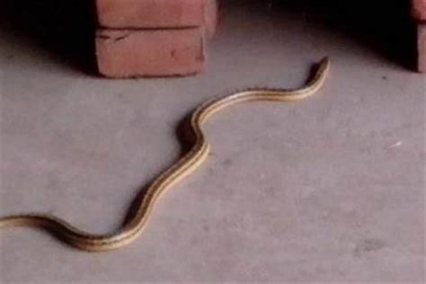 家里突然出现一条小蛇怎么办？家里好像有蛇怎么办_风水_若朴堂文化