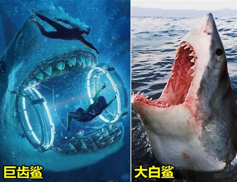 新研究揭示巨齿鲨灭绝的原因：海洋温度的变化和大白鲨的崛起 - 神秘的地球 科学|自然|地理|探索