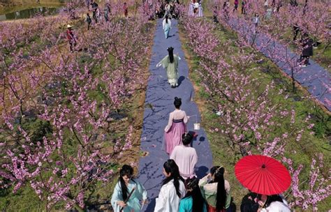 【文旅融合】泰和县上模乡：百亩桃花竞相绽放吸引游客踏春赏花 | 红色资讯