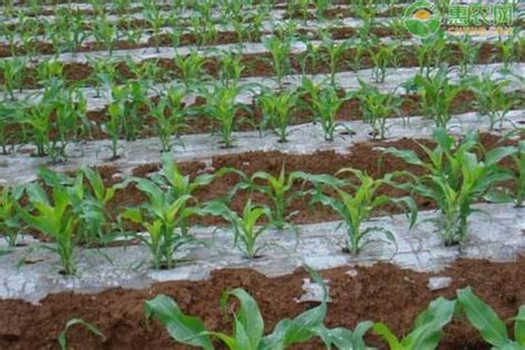 玉米种植技术与管理有哪些？ - 惠农网