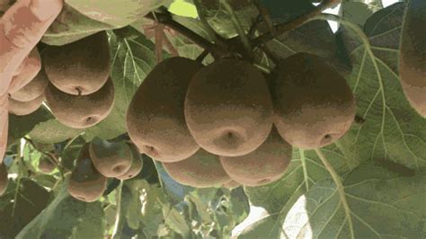 介绍优质猕猴桃品种 - 运富春