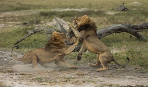 非洲雄狮为争夺“霸权”上演生死大战【4】--陕西频道--人民网