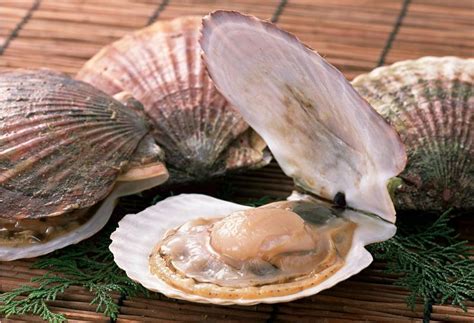 贝壳的主要组成以及有关软体动物的简介|软体动物|体壁|外套膜_新浪新闻