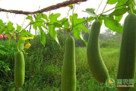 丝瓜的种植方法和管理技术 - 惠农网