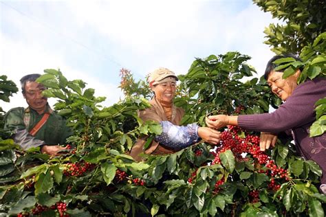 普洱市已成我国最优的咖啡主产区_咖业动态_天下普洱_云南网