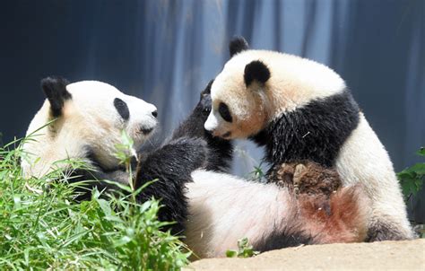 是真爱！东京上野动物园大熊猫产崽 日本网友炸开锅高呼“万岁万岁！” - 知乎