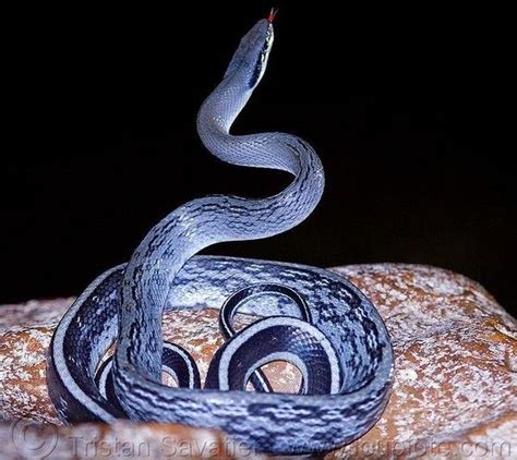 黑色的蛇是什么蛇-百度经验